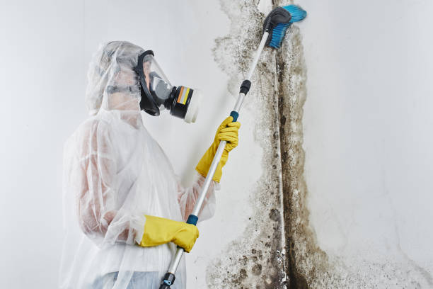 Best Mold Odor Removal Services  in Macdonnell Heights, NY