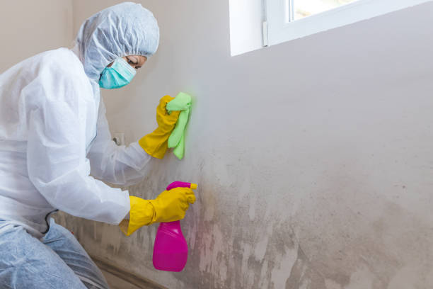 Best Mold Prevention Services  in Macdonnell Heights, NY